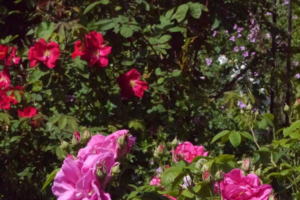 Garden-Rooms_Rose-Garden_Flowers5